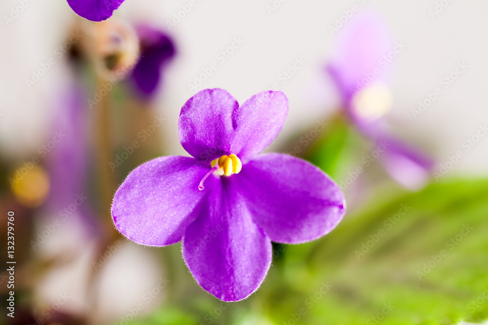 African violet (Saint-paulia ionantha) with beautiful flowers details African violet (Saint-paulia ionantha) with beautiful flowers details