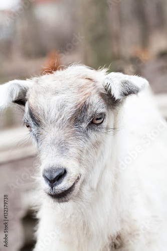 Baby goat portrait with details