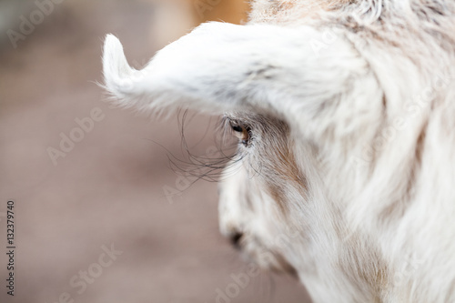 Baby goat portrait with details