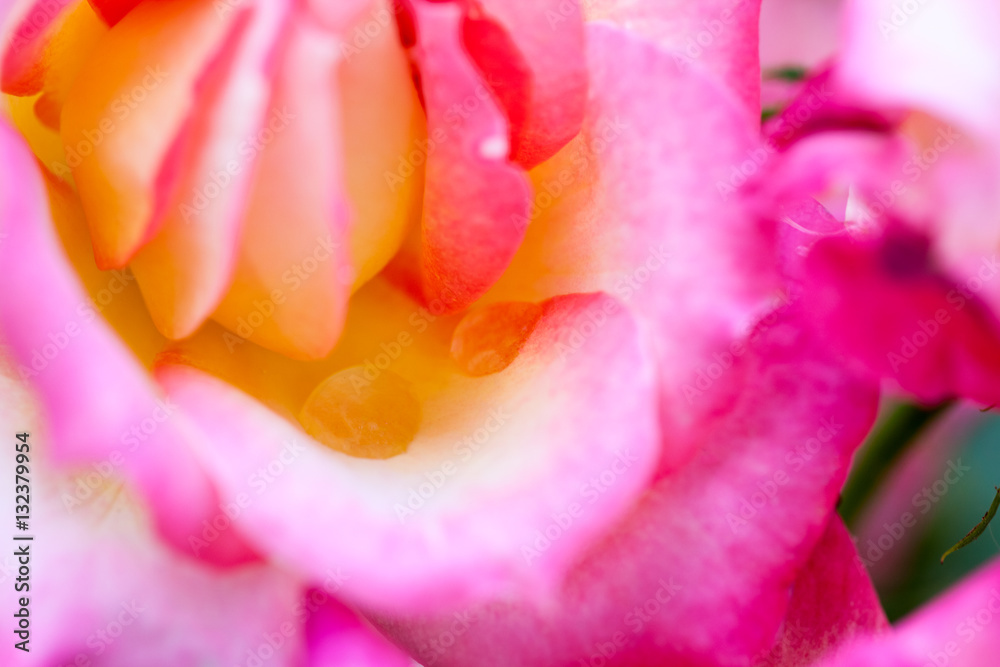Colorful, beautiful, delicate rose with details
Colorful, beautiful, delicate rose with details
