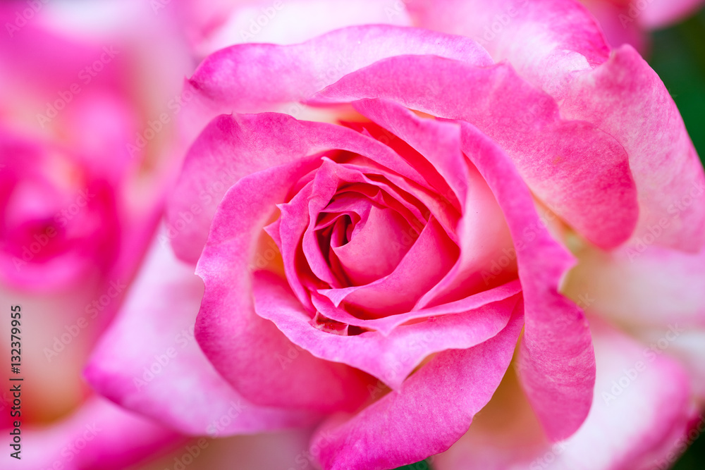 Colorful, beautiful, delicate rose with details
Colorful, beautiful, delicate rose with details