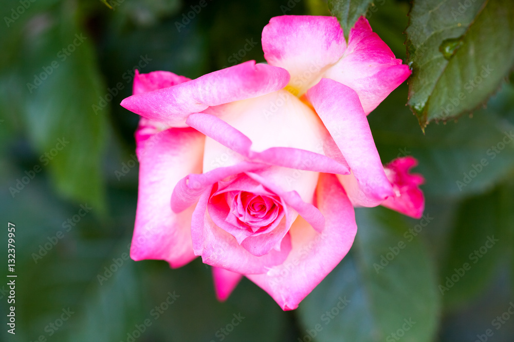 Colorful, beautiful, delicate rose with details
Colorful, beautiful, delicate rose with details