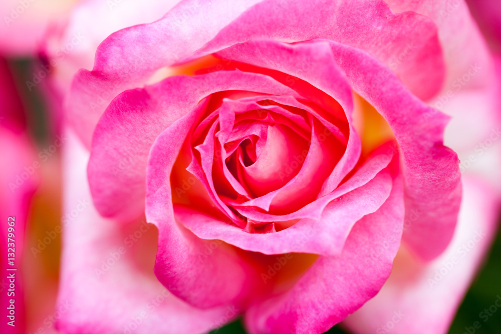 Colorful, beautiful, delicate rose with details
Colorful, beautiful, delicate rose with details