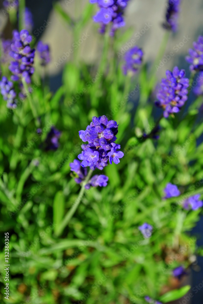 Naklejka premium Lawenda