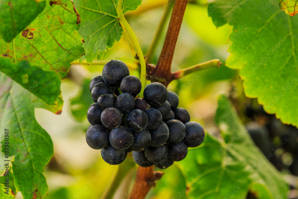 large bunches of red wine grapes hang from a vine, warm backgro large bunches of red wine grapes hang from a vine, warm backgro