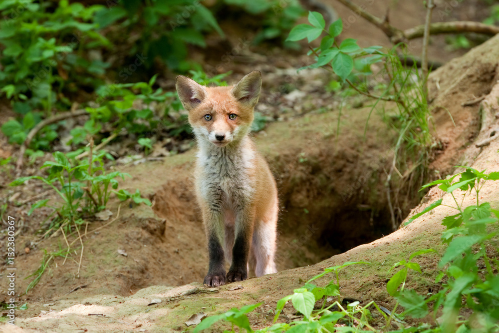 red fox, vulpes vulpes, Czech republic