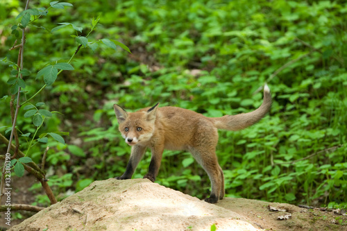 red fox, vulpes vulpes, Czech republic