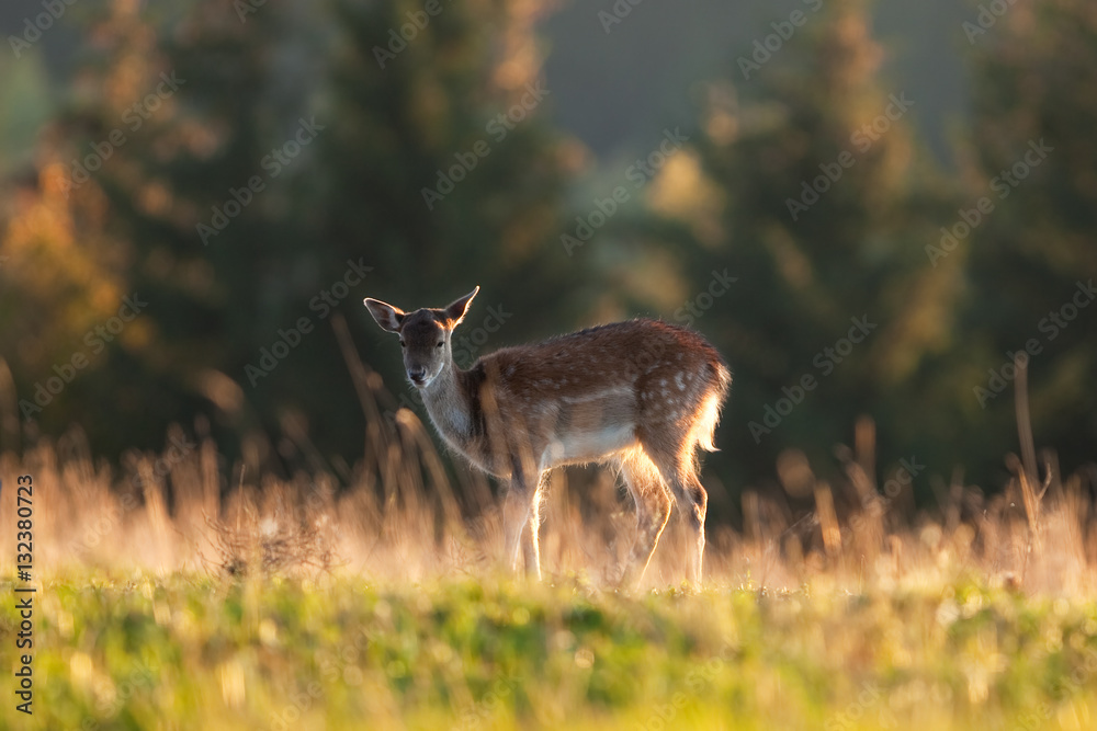 fallow deer, dama dama, czech republic fallow deer, dama dama, czech republic