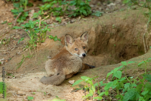red fox, vulpes vulpes, Czech republic