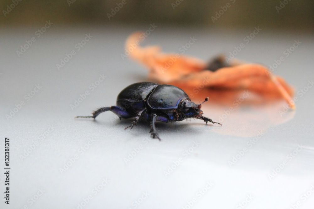 bug bug