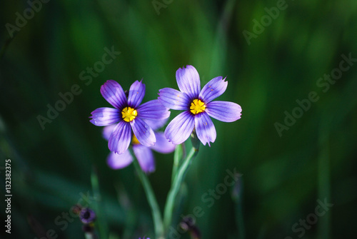 Принти на полотні Blue-Eyed Grass