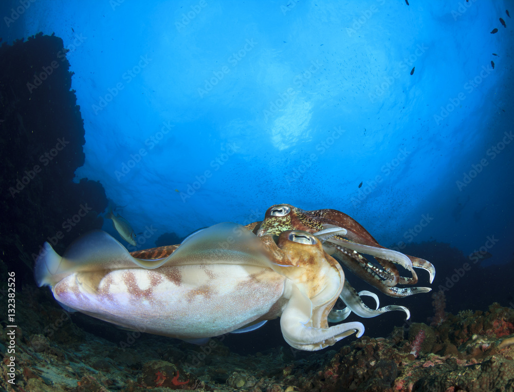 Cuttlefish - pair Pharaoh Cuttlefish mating Cuttlefish - pair Pharaoh Cuttlefish mating