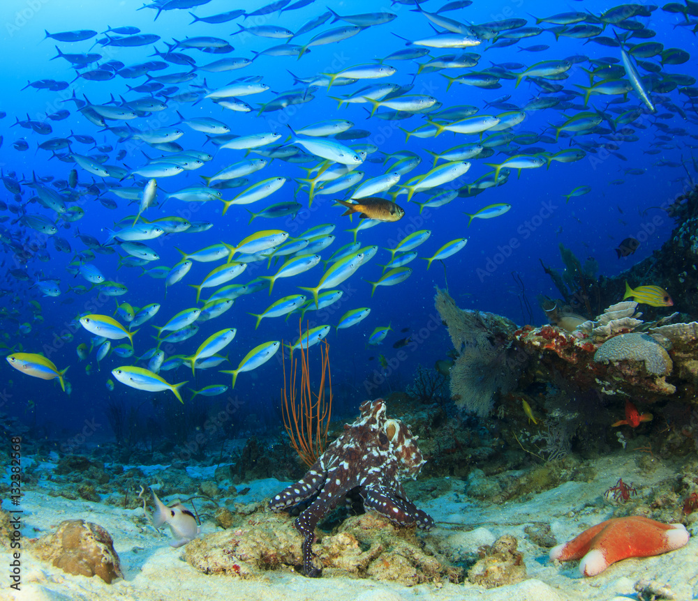 Obraz premium Octopus and fish on coral reef