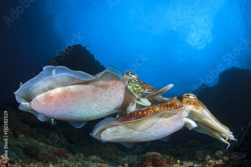 Cuttlefish - pair Pharaoh Cuttlefish mating