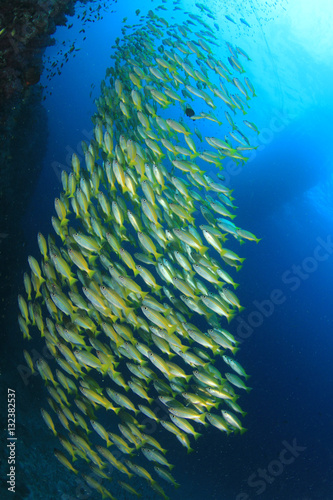 Fish school coral reef underwater sea ocean