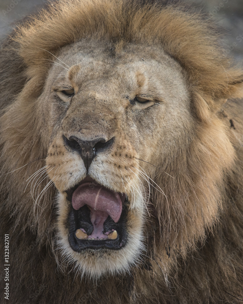 Fototapeta premium Lion Sneezing, Seregeti