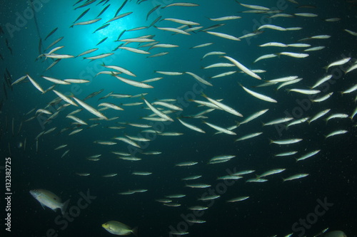 Underwater fish - juvenile Barracudas
