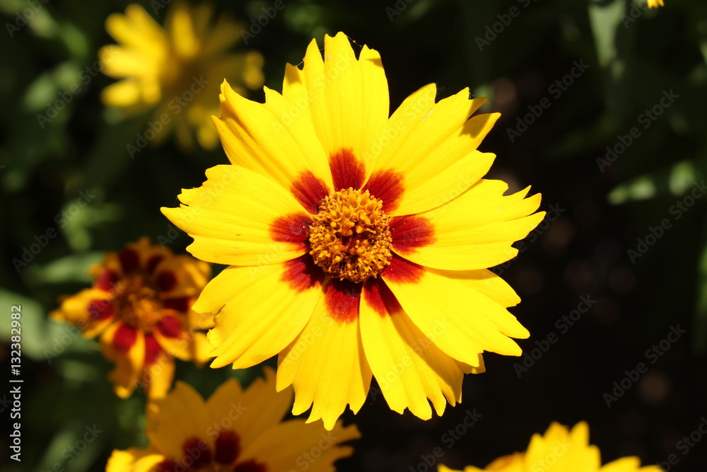 Yellow Yellow