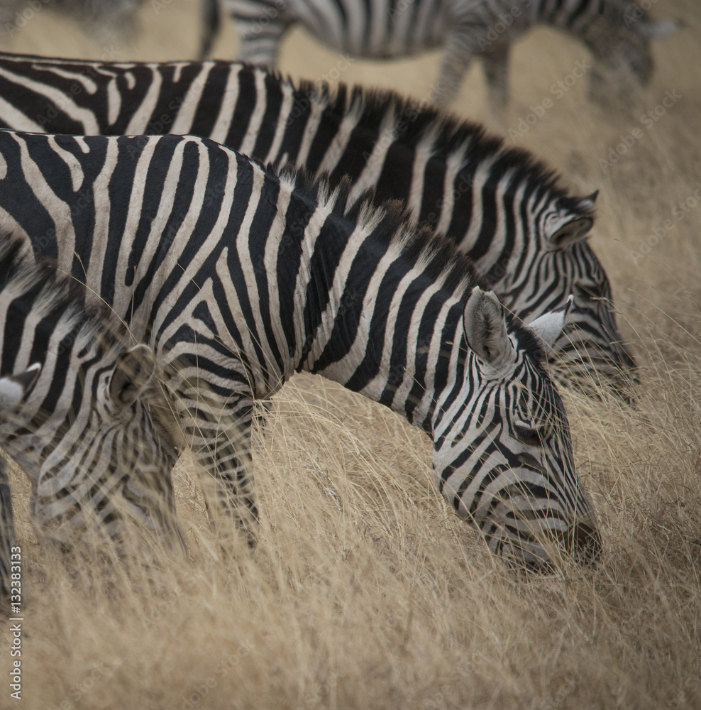 Fototapeta premium Zebras Grazing, Ngorongoro Crater