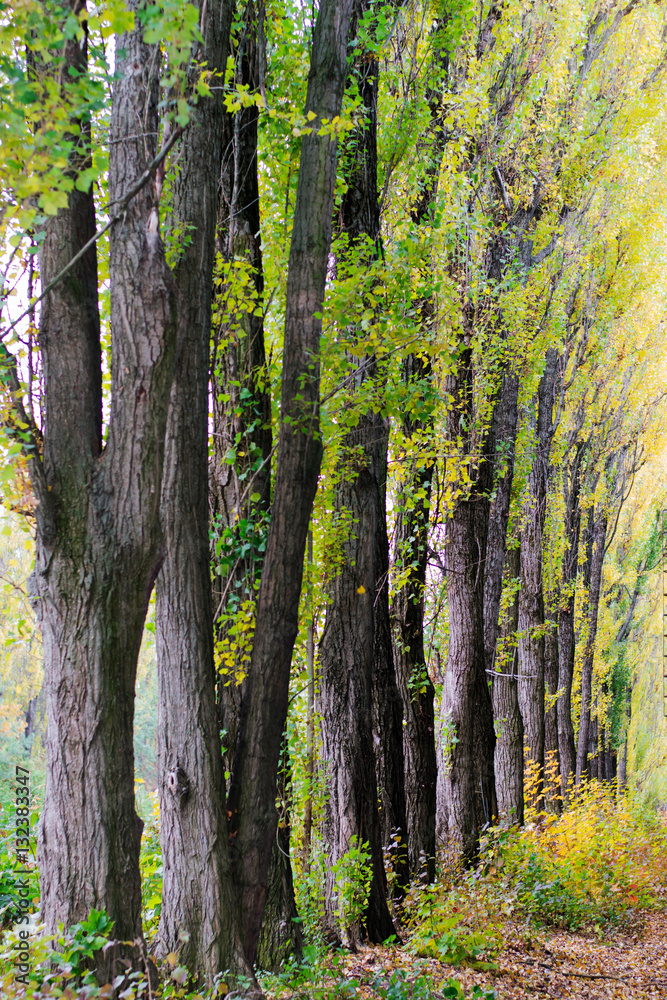 Naklejka premium Alley of trees