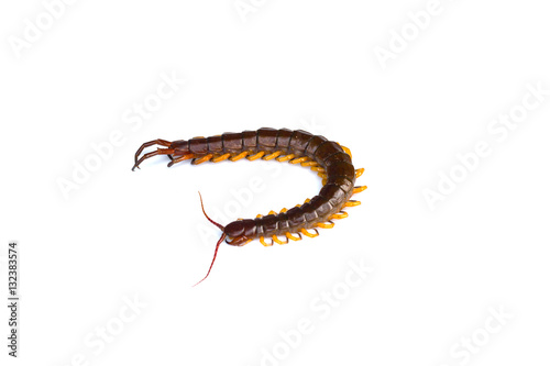 centipede on white background