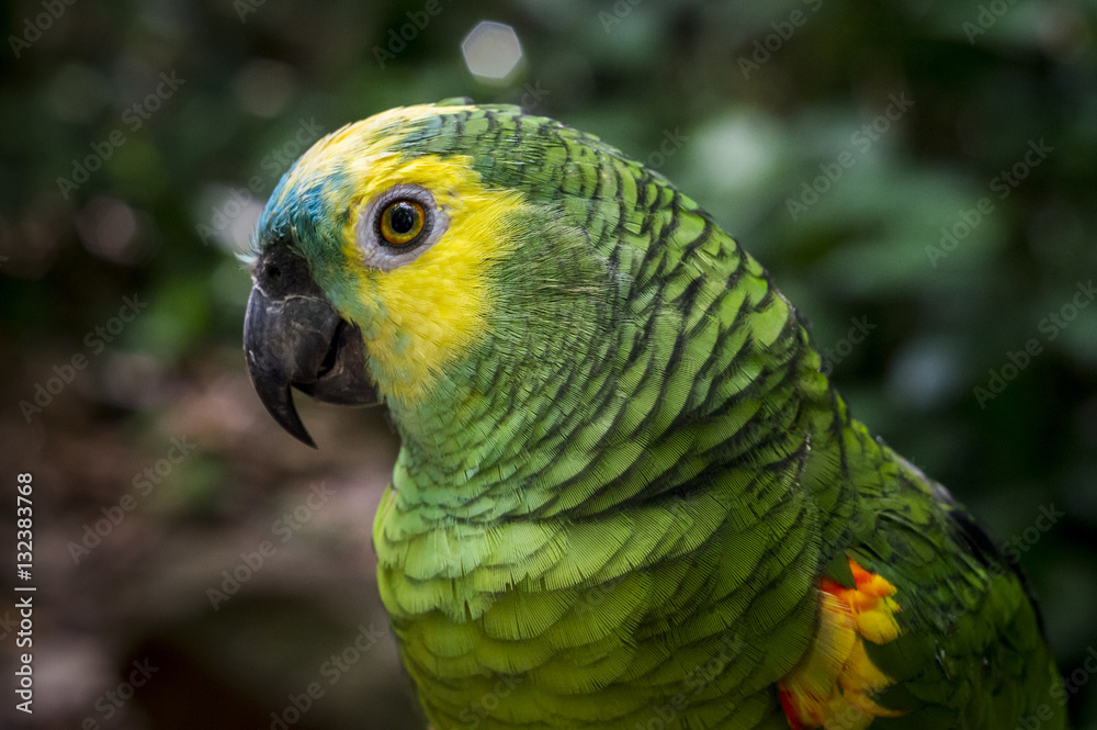 Portrait of a Green Parrot at Bird's Park - Foz do Iguassu, Brazil / Retrato de um Papagaio Verde no Parque dos Pássaros - Foz do Iguaçú, Brasil