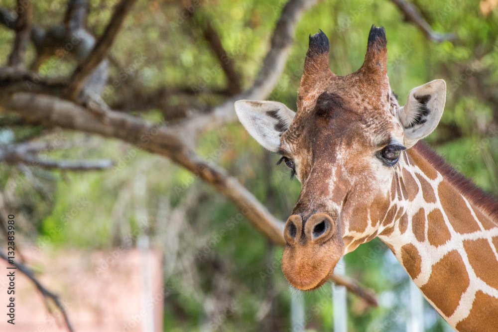 Giraffe Looking at Camera with Tree in Background Giraffe Looking at Camera with Tree in Background