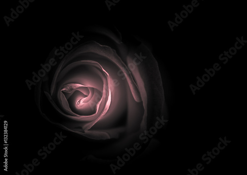 Abstract Rose with Black background