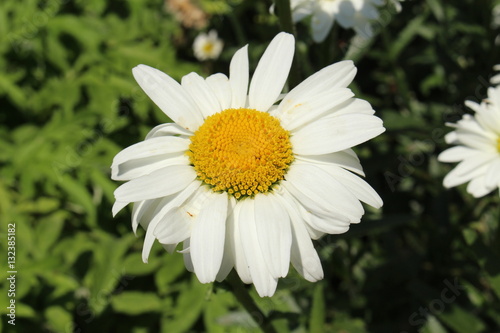White and yellow hybrid 