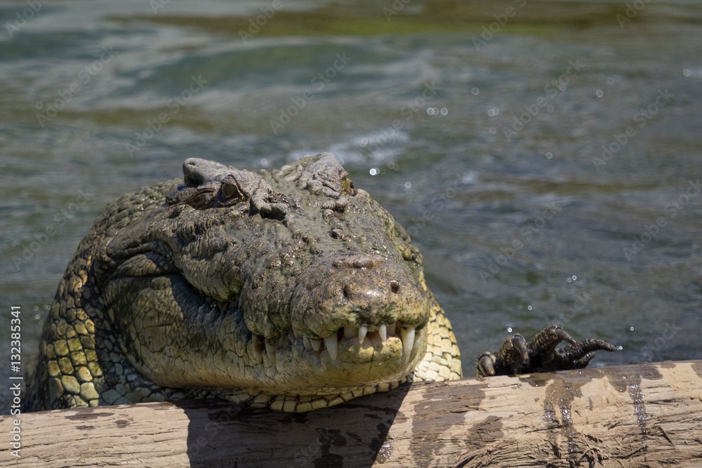 Obraz premium Saltwater Crocodile coming out of the water