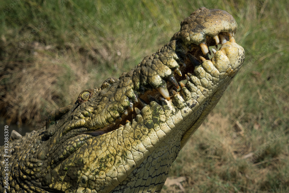 Obraz premium Closeup of saltwater crocodile and its teeth