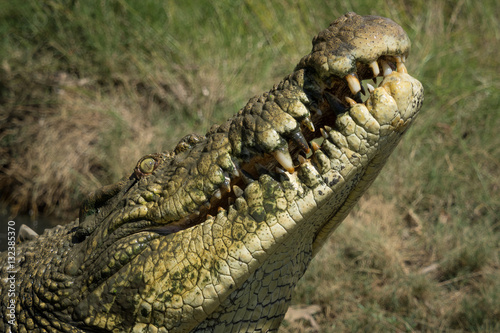 Closeup of saltwater crocodile and its teeth