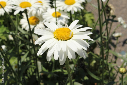 Fototapeta Naklejka Na Ścianę i Meble -  White and yellow hybrid 