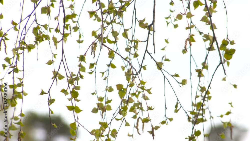 Young Leaves of Birch in Spring. Branches Swaying in the Wind Young Leaves of Birch in Spring. Branches Swaying in the Wind