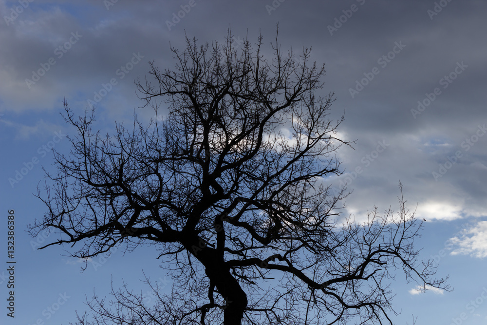 Silhouette of a naked tree in early spring. Low-key photography Silhouette of a naked tree in early spring. Low-key photography