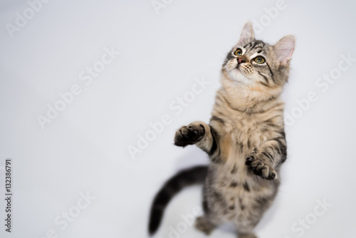 Portrait of Tabby Kitten Playing Standing Posing