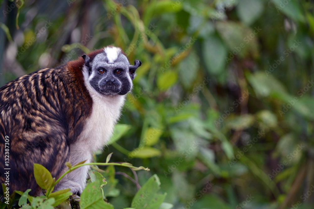Fototapeta premium Geoffroy's Tamarin Offset/Tamarin offset in jungle foliage. 