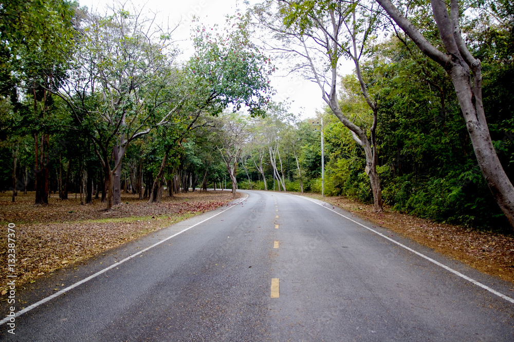 asphalt road in forest