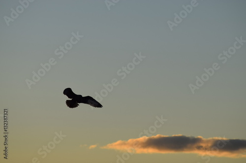 Seagull in flight