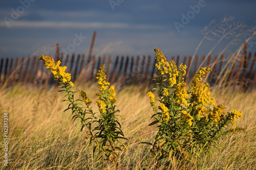 Goldenrod at the beach 2
