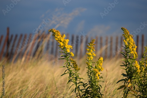 Goldenrod at the beach