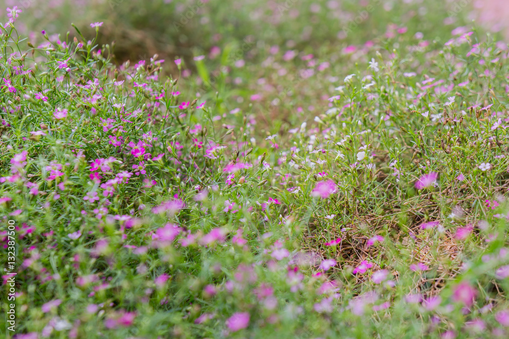 Close-up Pink Flower in Garden. Flower background Close-up Pink Flower in Garden. Flower background