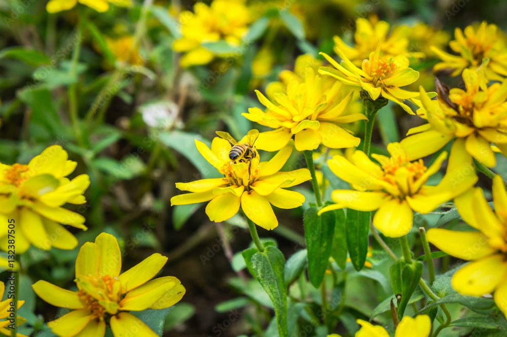Beautiful Flower in Garden. Beautiful Flower in Garden.