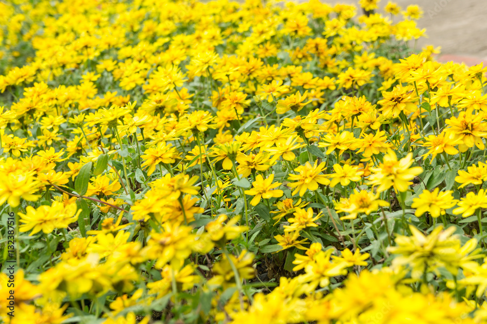 Beautiful Flower in Garden. Beautiful Flower in Garden.