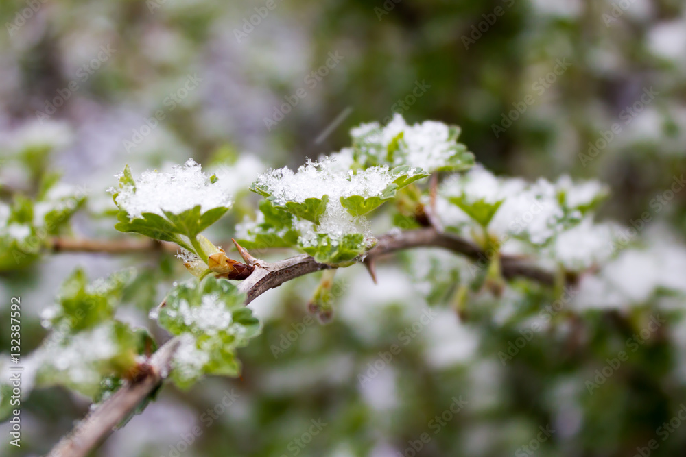 Green gooseberry leaves under the snow Green gooseberry leaves under the snow