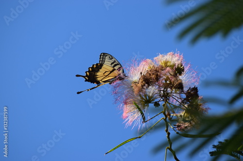 Monarch in the Mimosa