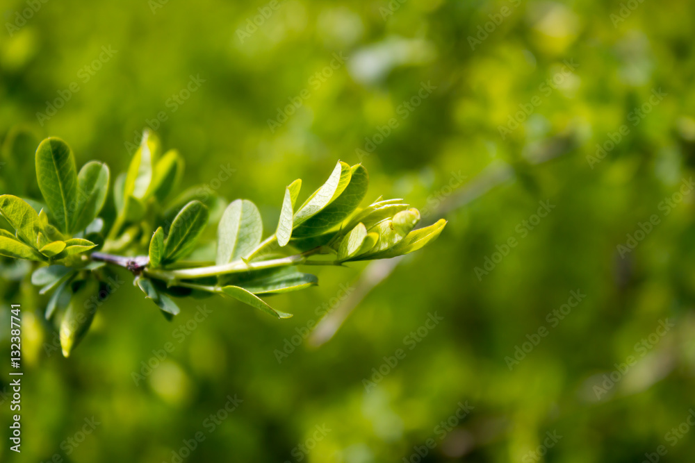 Fototapeta premium Green Bush on a spring day