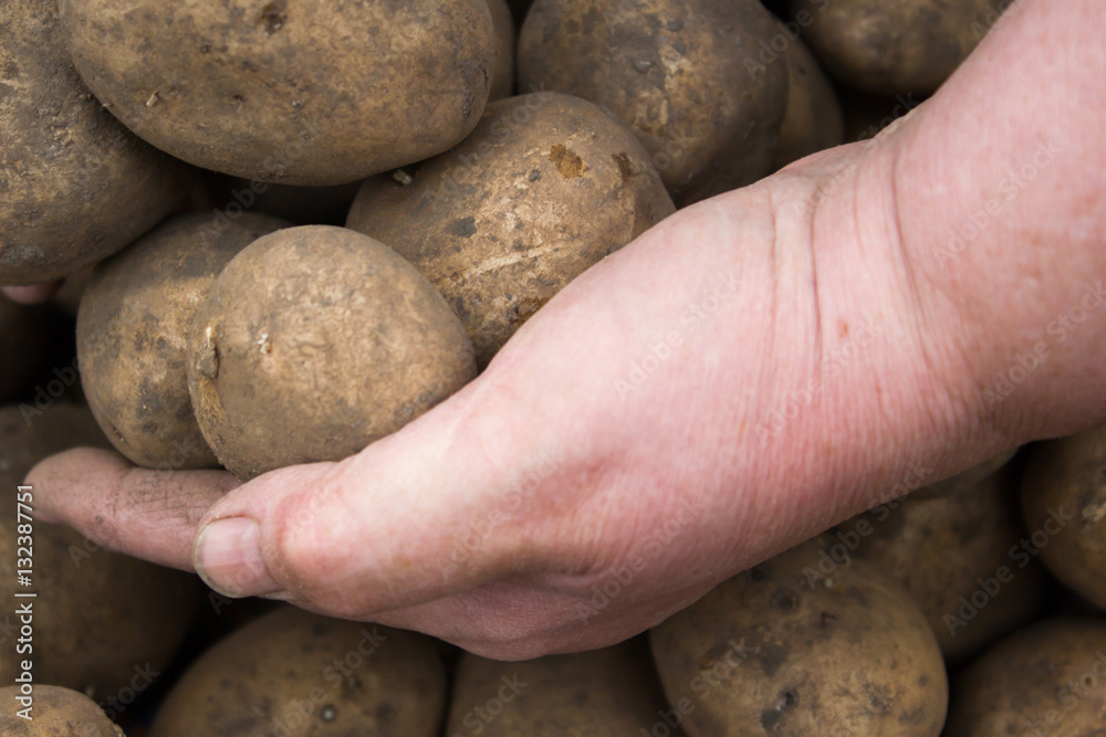 The hand holding the potato crop The hand holding the potato crop