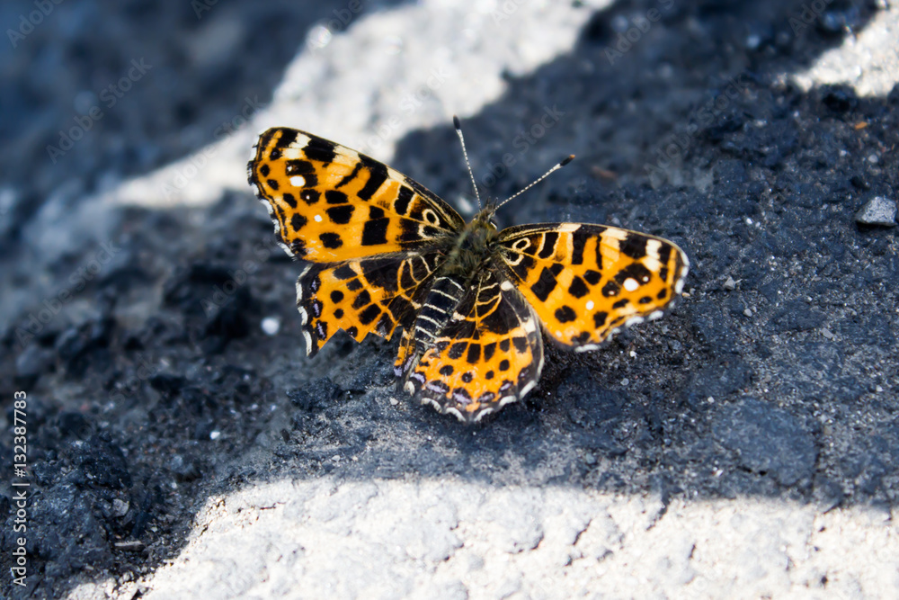 Yellow butterfly on the pavement Yellow butterfly on the pavement