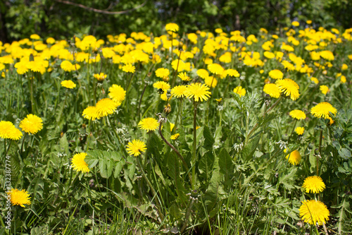 Meadow with yellow flowers of dandelions